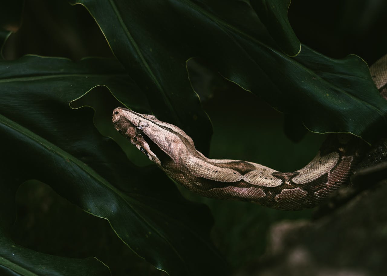 Learning to Use Natural Light for Stunning Outdoor Photography